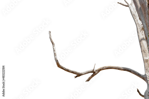 dry branches, dry branches, isolated on white background