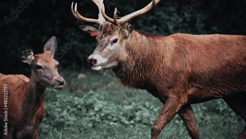 cerf