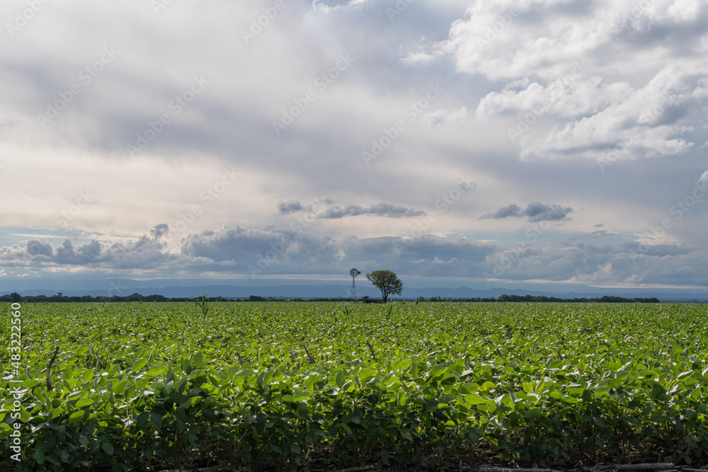 Fototapeta premium field planted with soybean sky with clouds large photo