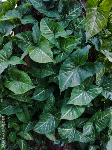 Nephthytis or Arrowhead (Syngonium podophyllum) plant in the garden © SISYPHUS_zirix