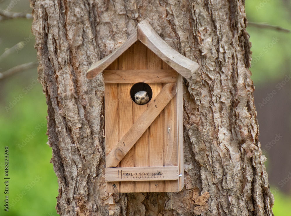 wooden bluebird in bird house