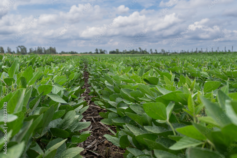 field planted with soybean sky with clouds large photo field planted with soybean sky with clouds large photo