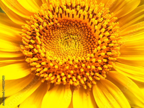 Yellow sunflower flowers close up.