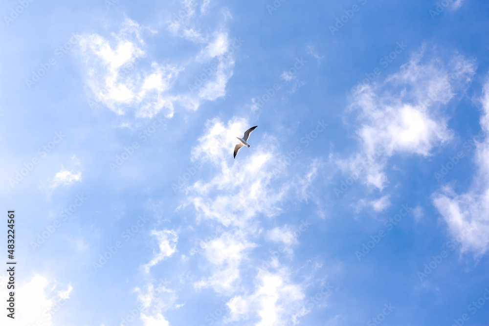 A seagull flying high in the sky.