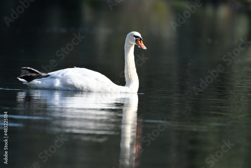 Cygne - lac - plan d'eau dans la nature 