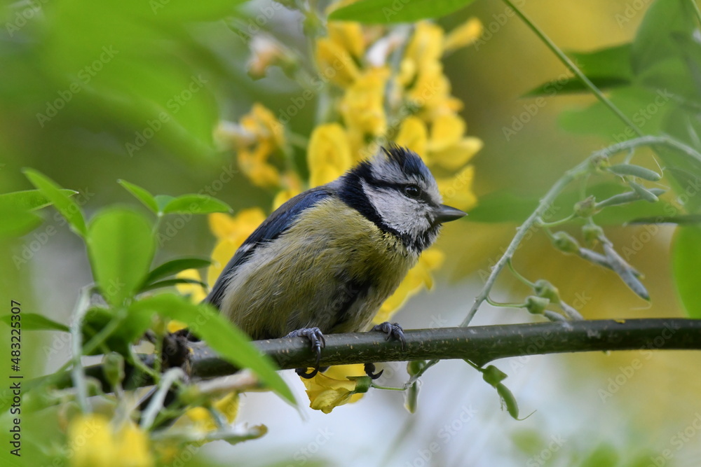 Obraz premium Mésange bleue dans la nature au printemps 
