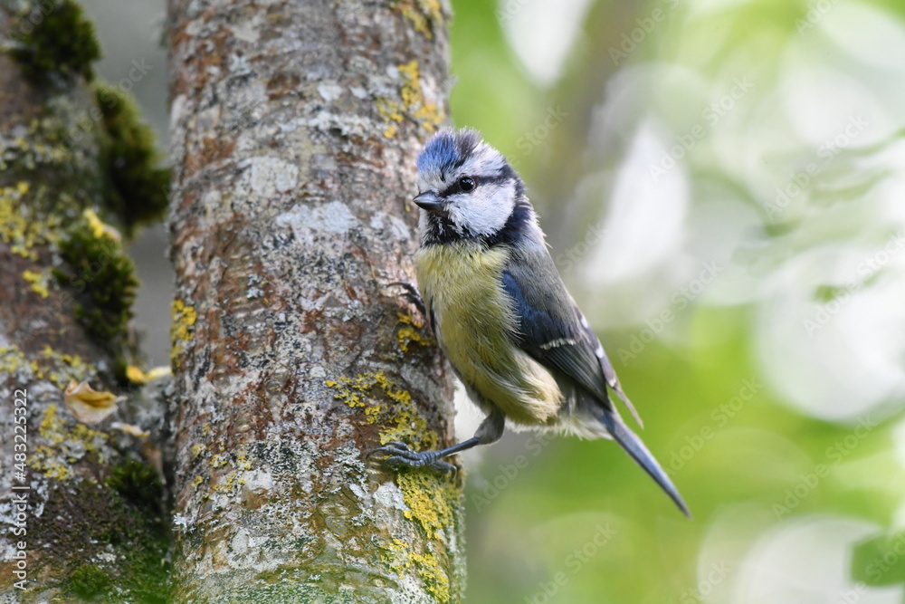 Obraz premium Mésange bleue dans la nature au printemps 