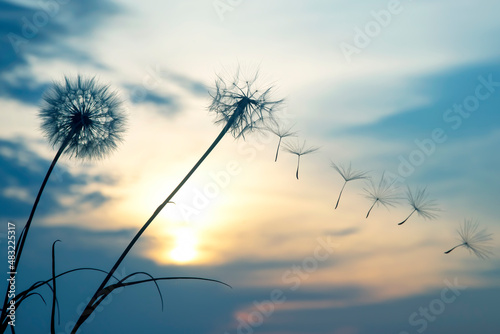 Silhouettes of flying dandelion seeds on the background of the sunset sky. Nature and botany of flowers