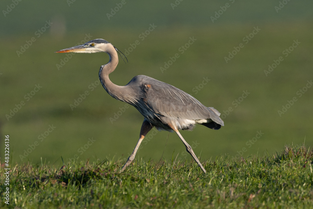 Fototapeta premium Great blue heron, seen in the wild in North California 