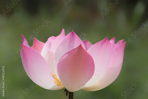 Close-up of a Lotus flower against green background
