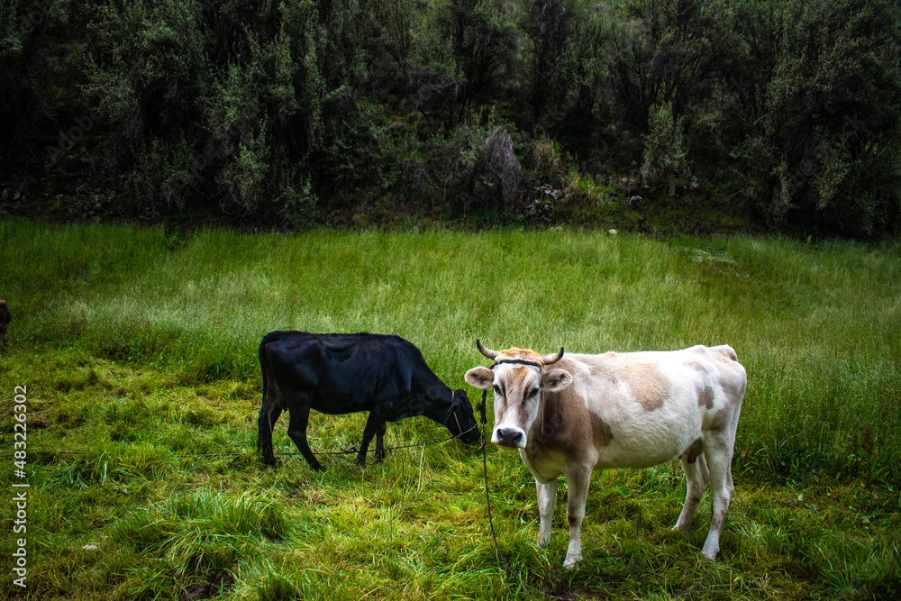 Vacas pastando Vacas pastando