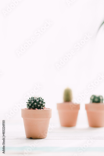A mini cactus by the window where the sun shines.