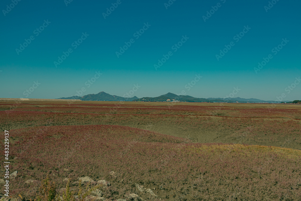 Obraz premium There is shrubby sea-blite on the seashore mudflat