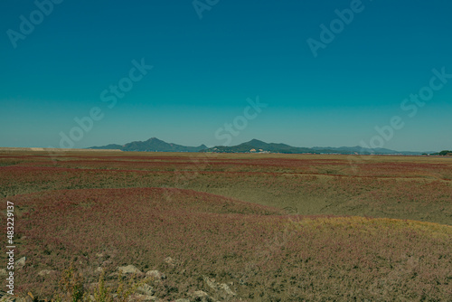 There is shrubby sea-blite on the seashore mudflat