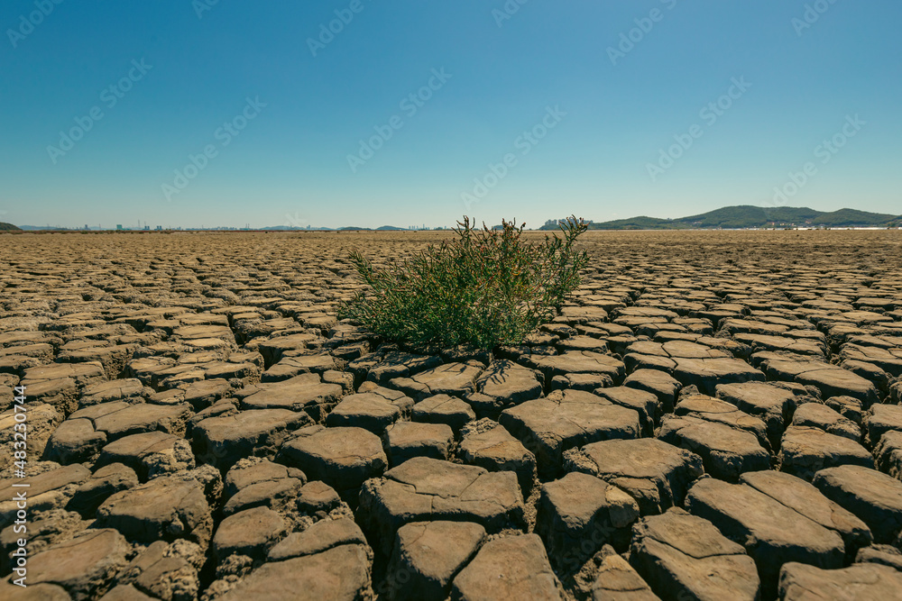 Fototapeta premium The land became dry due to drought