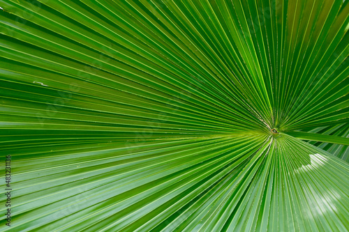Closeup of Fresh Green Leaf with natural background in the garden at Thailand. 
