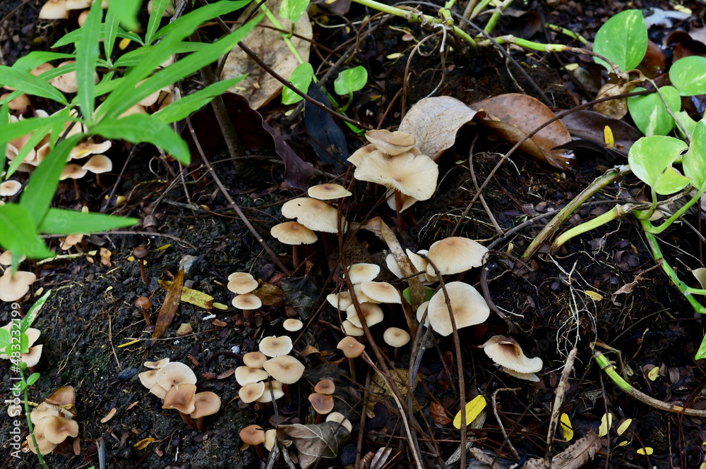 Close-up of Colorful many Wild Mushrooms Growing on the ground above the trees in the forest at Thailand. Close-up of Colorful many Wild Mushrooms Growing on the ground above the trees in the forest at Thailand.