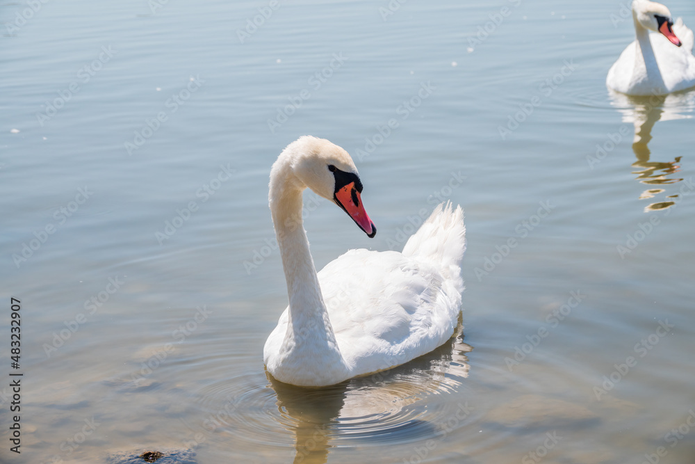 Obraz premium Graceful white Swan swimming in the lake, swans in the wild. Portrait of a white swan swimming on a lake.