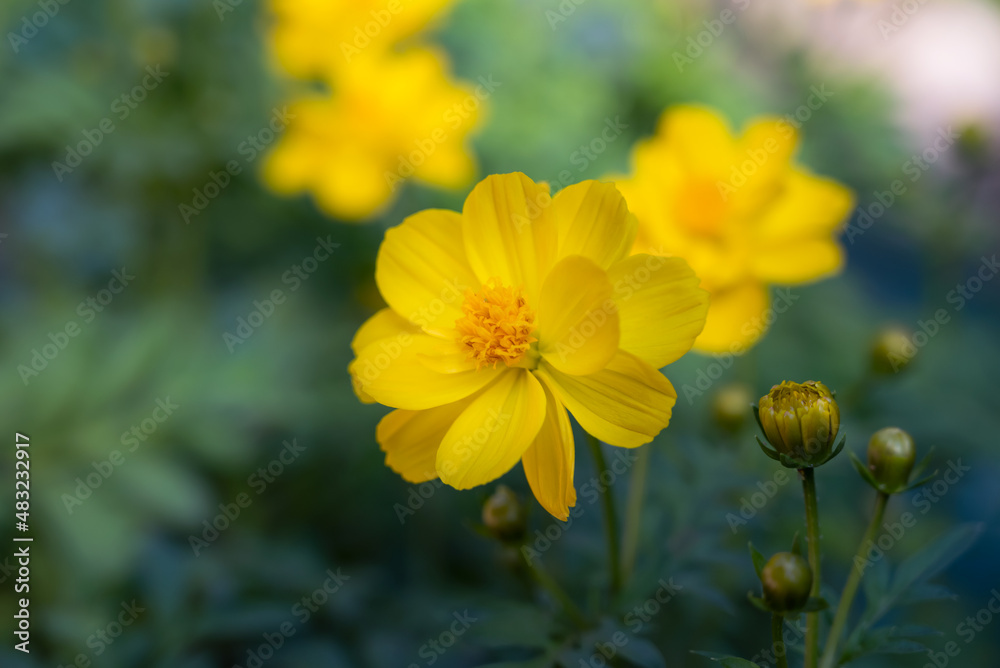 Natural background of Cosmos sulphureus, yellow cosmos flowers blooming in the garden on green background. Natural background of Cosmos sulphureus, yellow cosmos flowers blooming in the garden on green background.