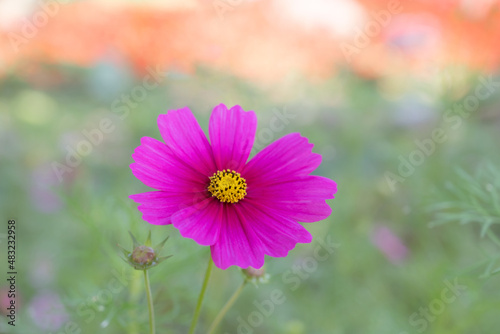 Close-up of Cosmos sulphureus  vibrant pink cosmos flowers blooming in the garden with soft light bokeh for background.