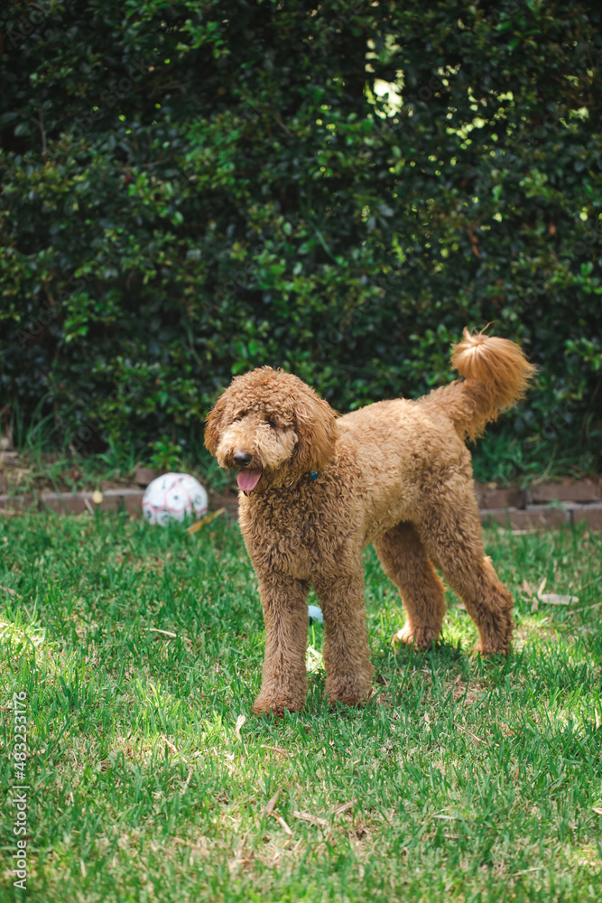 Young Groodle mixed-breed dog, also known as Golden Doodle, in pretty backyard setting