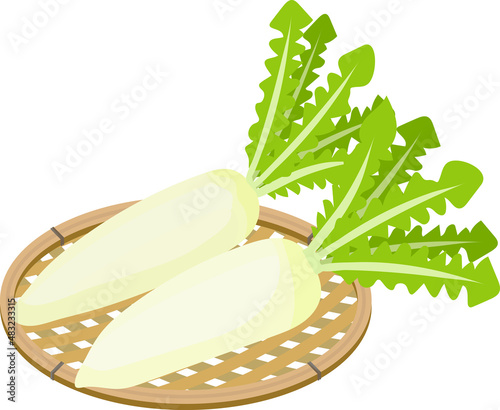 Illustration of a basket of two japanese white radishes. (Radish with leaves)