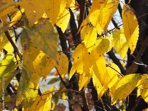 Golden yellow leaves in autumn in gentle sunlight seasonal natural background