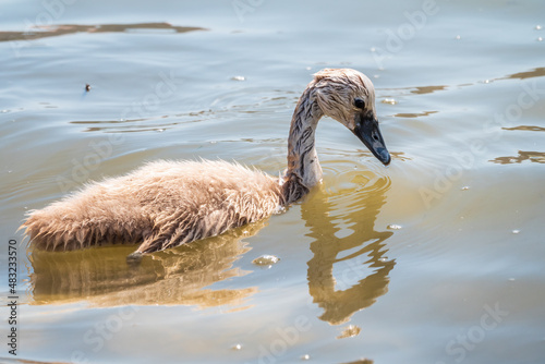 Beautiful baby cygnet mute swan fluffy grey and white chicks. Springtime new born wild swans birds in pond. Young swans swmming in a lake. © Dmitrii Potashkin