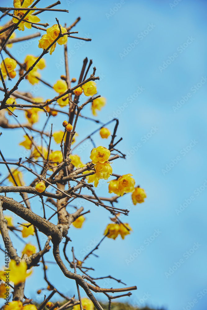yellow flower on blue sky yellow flower on blue sky