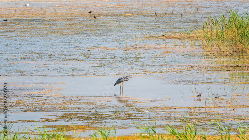 The grey heron stands in the lake