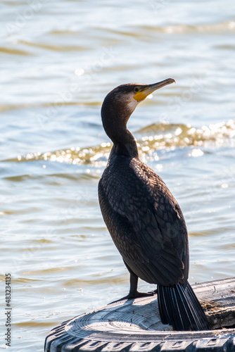 Great cormorant, Phalacrocorax carbo, stands on an old tire on the shore of a lake