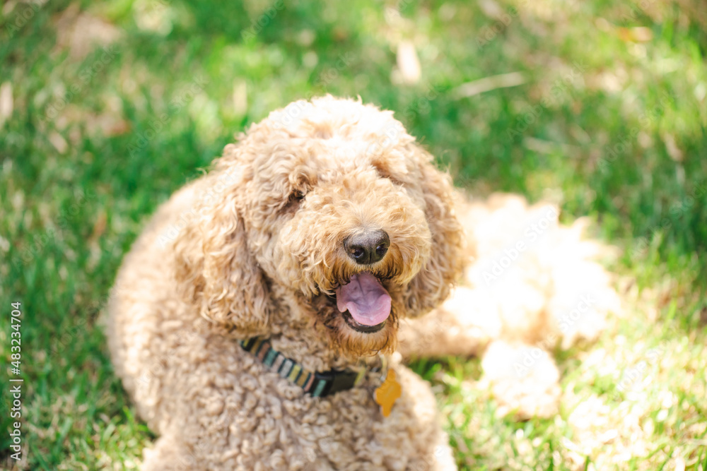 Relaxed Groodle mixed-breed dog, also known as Golden Doodle (Poodle Golden Retriever Cross) in garden setting
