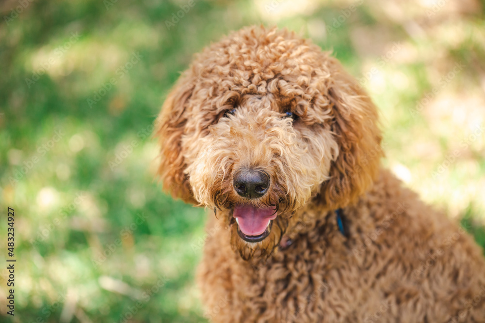 Young Groodle mixed-breed dog, also known as Golden Doodle, in pretty backyard setting