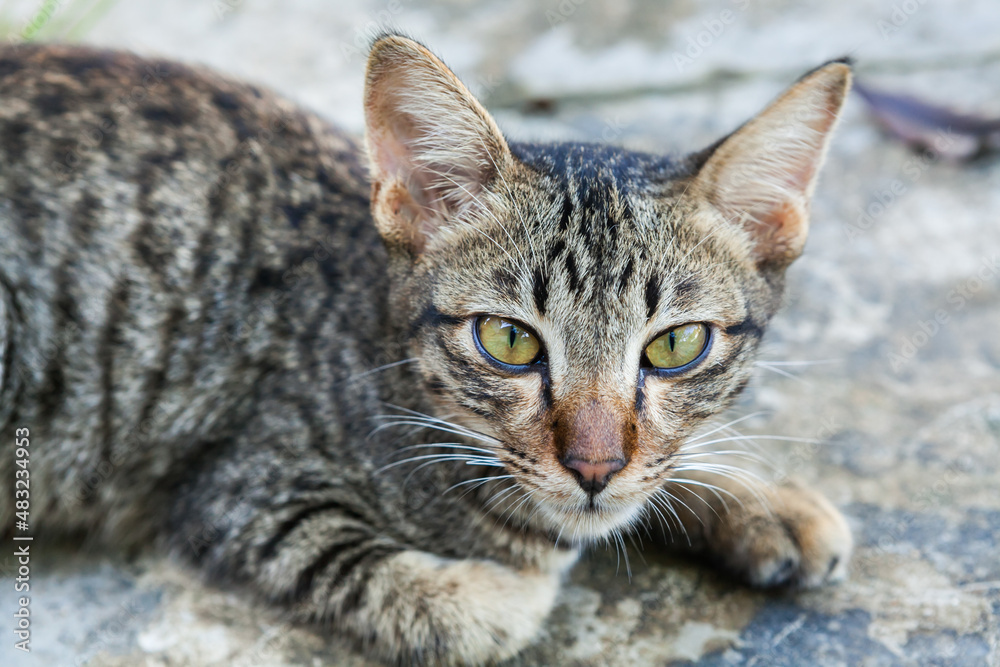 Cat lying in front of a house in the countryside. Cat lying in front of a house in the countryside.