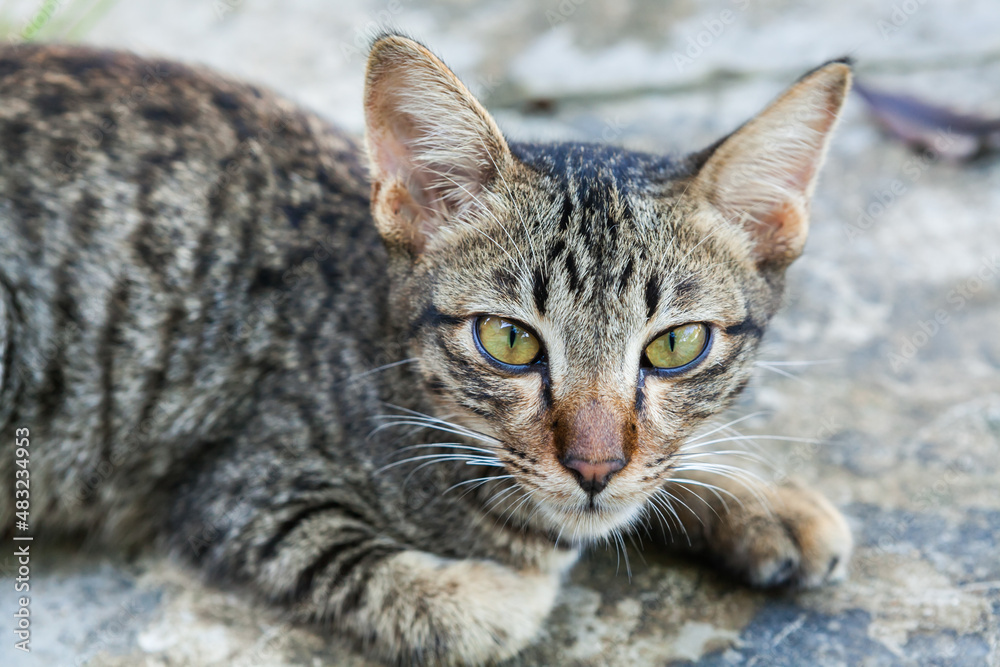 Cat lying in front of a house in the countryside.