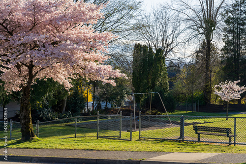 Residential area public park playground with cherry blossom trees in beautiful full bloom in springtime. McKay Park, South Slope, Burnaby, BC, Canada. photo