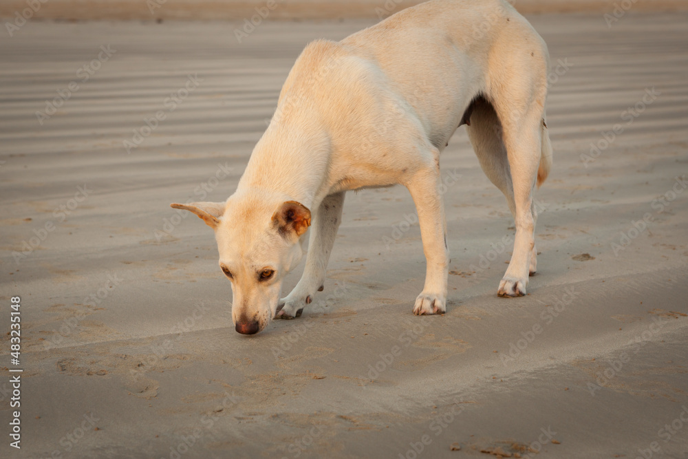 Dogs on the beach at Khao Lak in the evening. Waiting for food Dogs on the beach at Khao Lak in the evening. Waiting for food