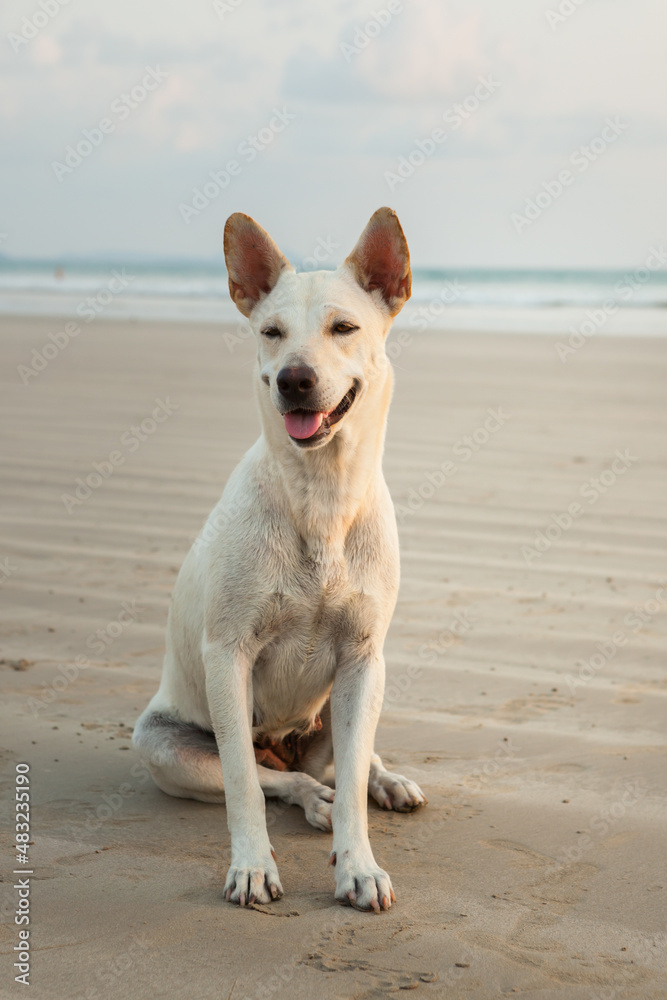Dogs on the beach at Khao Lak in the evening. Waiting for food Dogs on the beach at Khao Lak in the evening. Waiting for food