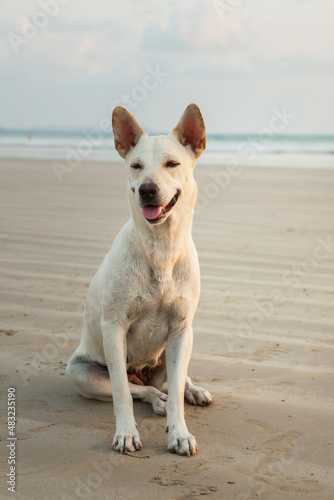 Dogs on the beach at Khao Lak in the evening. Waiting for food