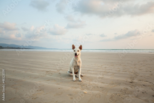 Dog on the beach at Khao Lak in the evening. Waiting for food