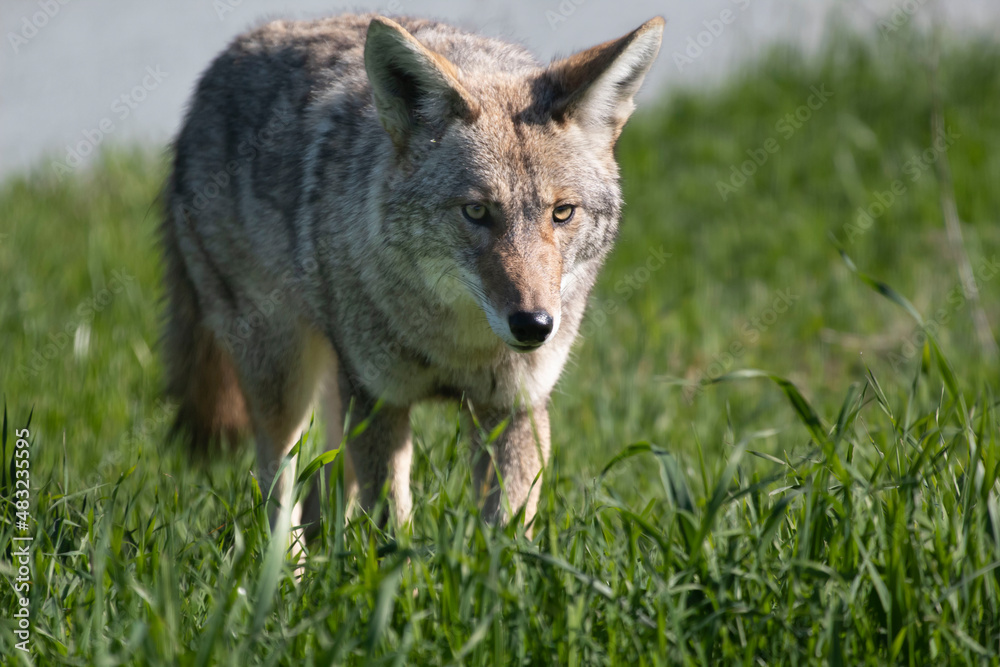 A coyote roaming in the grass