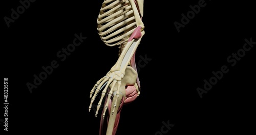 human skeleton with a skull and partly formed from a muscle on a black background, and red lightning through it. 3D animation