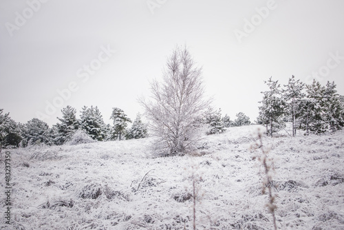 Wallpaper Mural pine tree in the forest under the snow in winter Torontodigital.ca