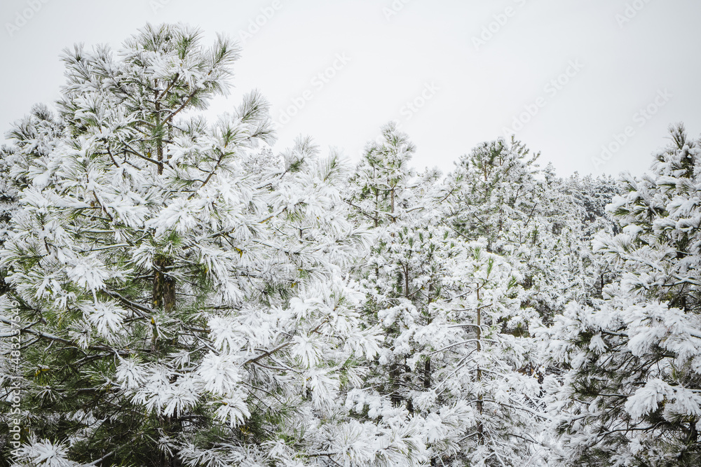 Christmas trees under the snow in the winter forest Christmas trees under the snow in the winter forest