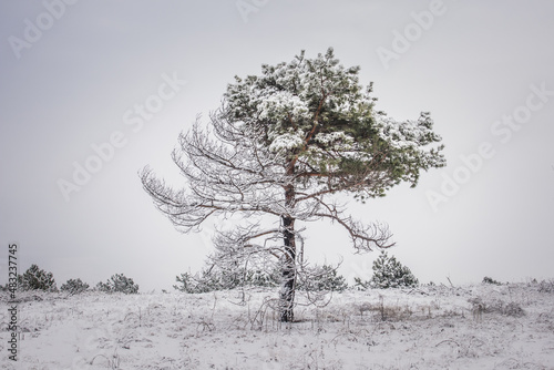 pine tree in the forest under the snow in winter