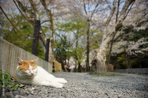 Cat living in Tetsugaku-no-michi Street with cherry blossom in full bloom