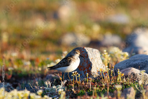 Least sandpiper, Calidris minutilla, walking on the tundra in the search of food, Arviat, Nunavut photo