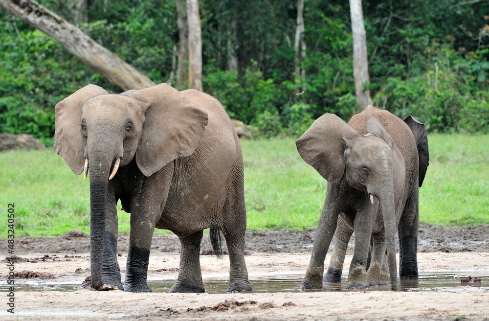  African Forest Elephant, Loxodonta africana cyclotis, of Congo Basin. At the Dzanga saline (a forest clearing) Central African Republic, Sangha-Mbaere, Dzanga Sangha