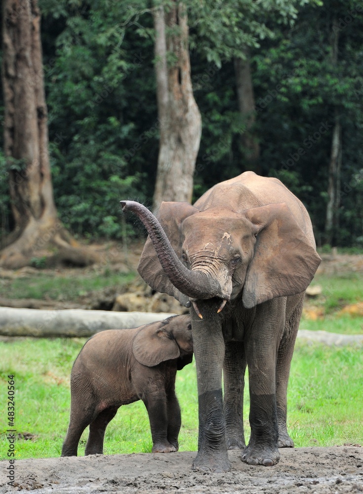 Fototapeta premium The elephant calf is fed with milk of an elephant cow The African Forest Elephant, Loxodonta africana cyclotis. At the Dzanga saline (a forest clearing) Central African Republic, Dzanga Sangha