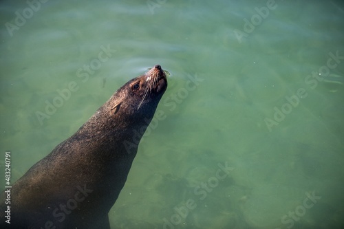 Adult brown seal swimming on water surface. Cape fur seal (Arctocephalus pusillus pusillus) False Bay, Simon's Town South Africa.